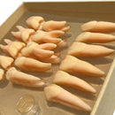 Three-dimensional Isolated Tooth Teaching Model