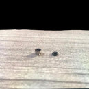 10pcs Denture Female Socket System Silm Line Dentium 3rd Party BFS3 Dental Implant AccessoriesO-ring Type